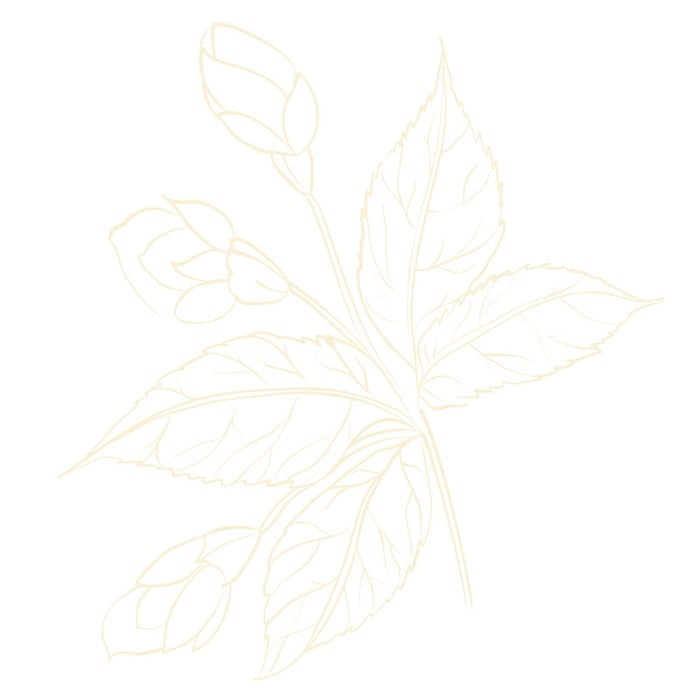 tan-flower-10-Wilmington-Place